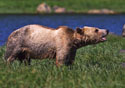 Ursus arctos